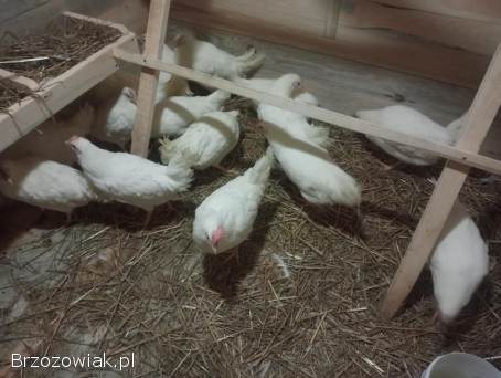 Kury młode Leghorny 21 tygodnie kokoszki