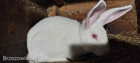 Sprzedam króliki samce termondzki biały