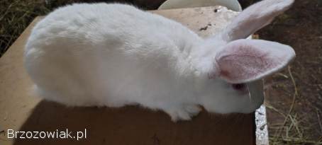 Sprzedam króliki samce termondzki biały