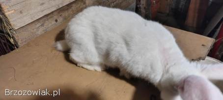 Sprzedam króliki samce termondzki biały