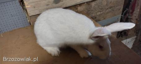 Sprzedam króliki samce termondzki biały