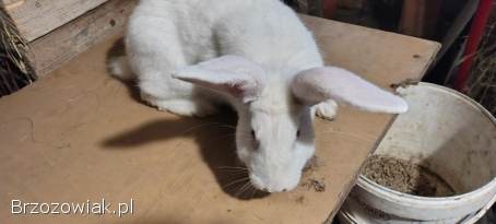 Sprzedam króliki samce termondzki biały