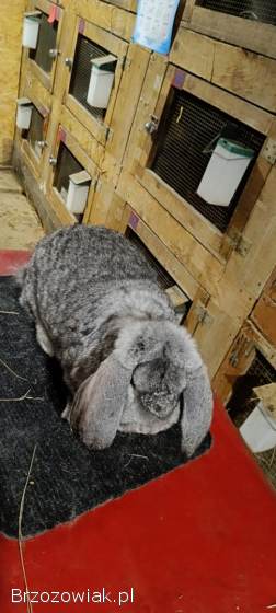 Samica Baran Francuski