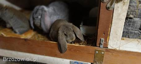 Samica Baran Francuski