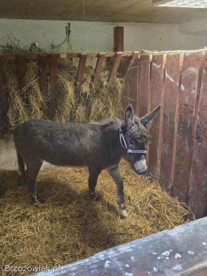 Sprzedam oslice