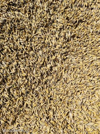 Owies pszenica pszenżyto