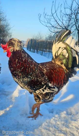 Kogut czubatki sprzedam