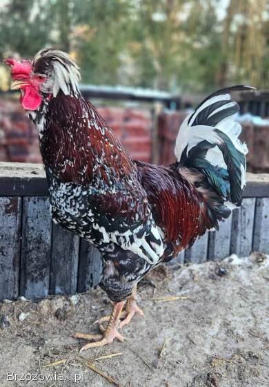 Kogut czubatki sprzedam