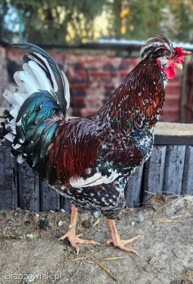 Kogut czubatki sprzedam
