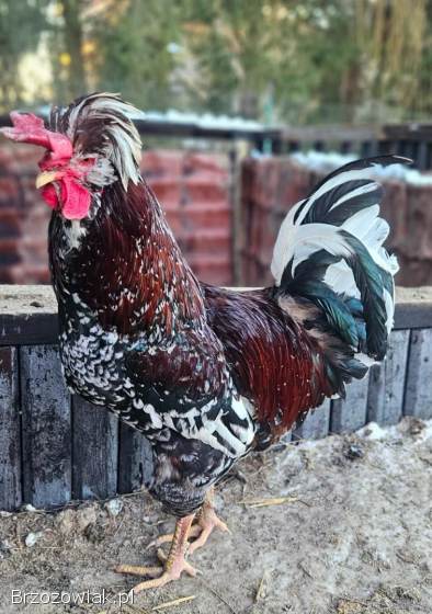 Kogut czubatki sprzedam