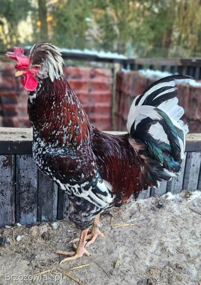 Kogut czubatki sprzedam
