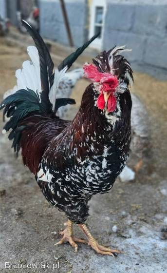 Kogut czubatki sprzedam