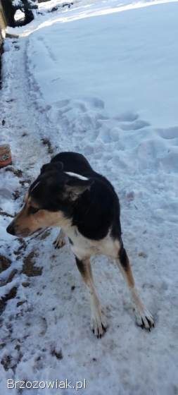 Oddam sukę w dobre ręce