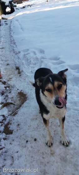 Oddam sukę w dobre ręce