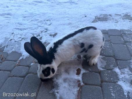 Samiec Srokacz Niemiecki