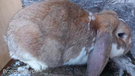 Baran francuski.  Króliki gotowe do rozrodu.