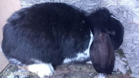 Baran francuski.  Króliki gotowe do rozrodu.