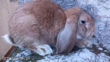 Baran francuski.  Króliki gotowe do rozrodu.