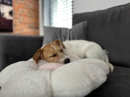 Jack Russell Terrier