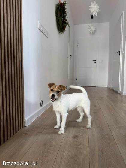 Jack Russell Terrier