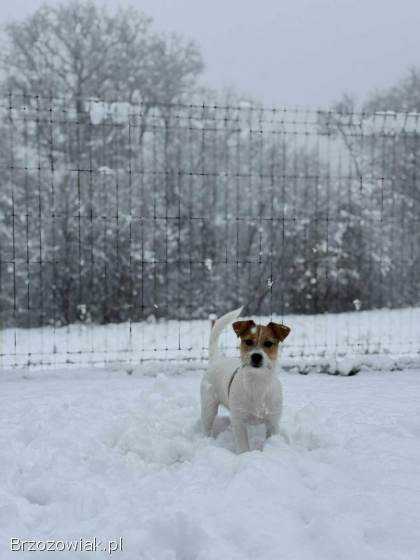 Jack Russell Terrier