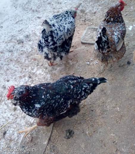 Pisklęta kurczaki