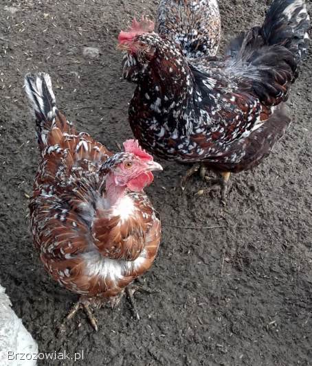 Pisklęta kurczaki