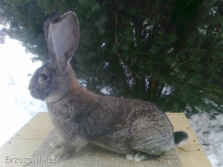 Belgijski olbrzym szary-Samiec