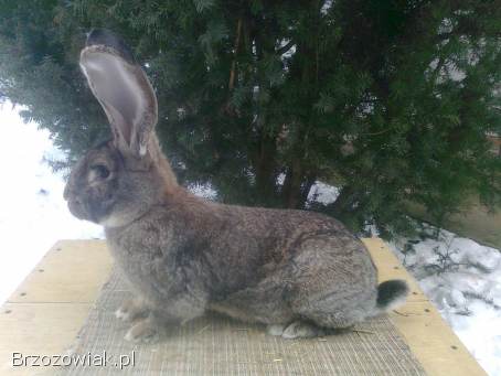 Belgijski olbrzym szary-Samiec
