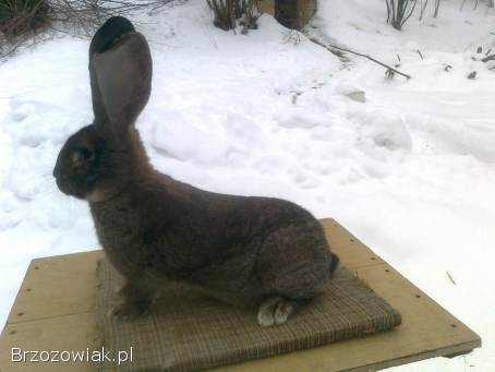 Belgijski olbrzym szary-Samiec