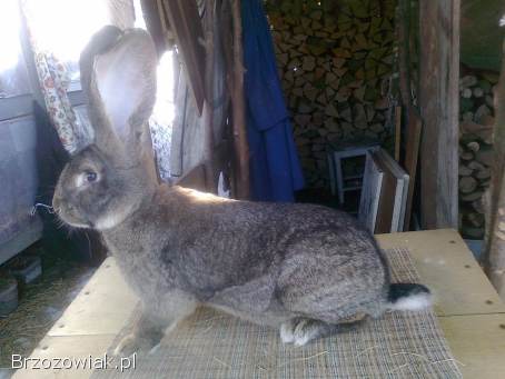 Belgijski olbrzym szary-Samiec