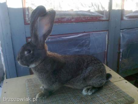 Belgijski olbrzym szary-Samiec