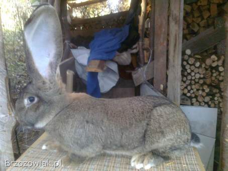 Belgijski olbrzym szary-Samiec