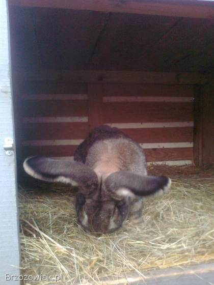 Belgijski olbrzym szary-Samiec