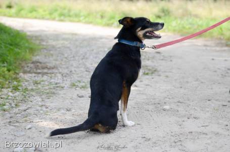 Natka -  wyjątkowa sunia szuka domu!