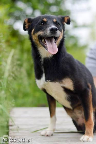 Natka -  wyjątkowa sunia szuka domu!