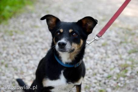 Natka -  wyjątkowa sunia szuka domu!