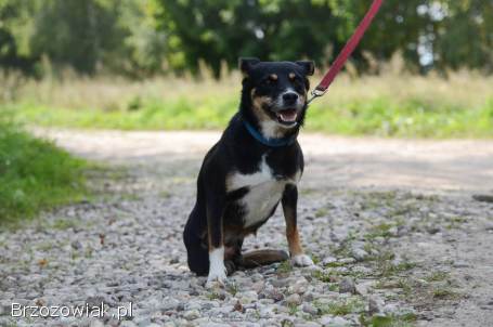 Natka -  wyjątkowa sunia szuka domu!