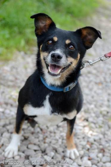 Natka -  wyjątkowa sunia szuka domu!