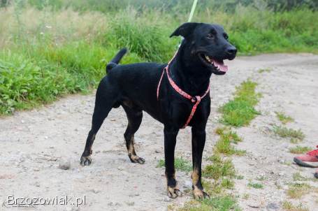 Bambo -  wesoły,  pełen życia,  grzeczny psiak!