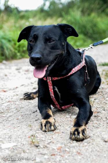 Bambo -  wesoły,  pełen życia,  grzeczny psiak!