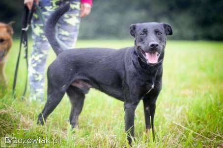 Bambo -  wesoły,  pełen życia,  grzeczny psiak!
