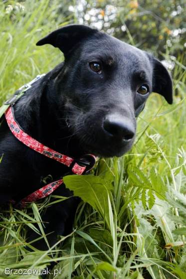 Bambo -  wesoły,  pełen życia,  grzeczny psiak!