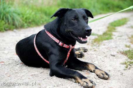 Bambo -  wesoły,  pełen życia,  grzeczny psiak!