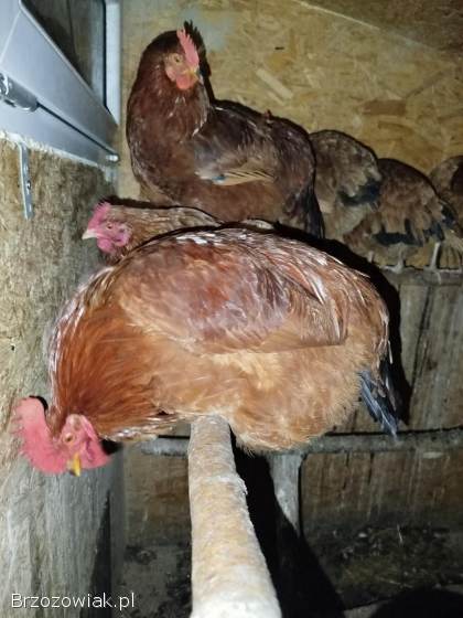 Sprzedam koguty