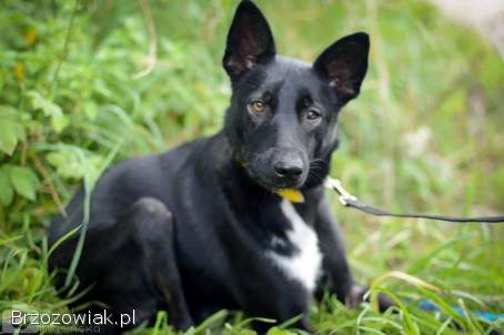 Marko -  niekonfliktowy,  wesoły psiak szuka domu!