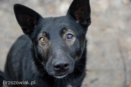 Marko -  niekonfliktowy,  wesoły psiak szuka domu!