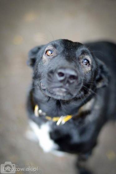 Marko -  niekonfliktowy,  wesoły psiak szuka domu!