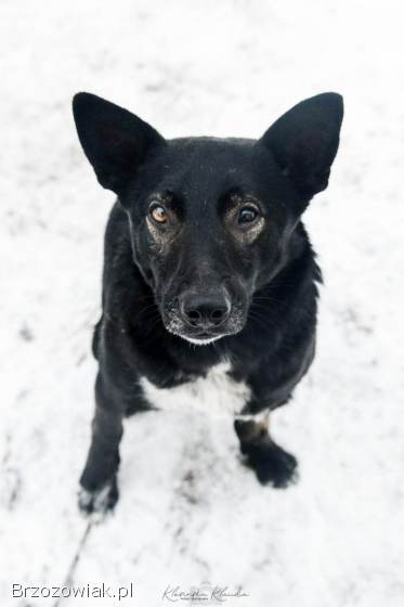 Marko -  niekonfliktowy,  wesoły psiak szuka domu!