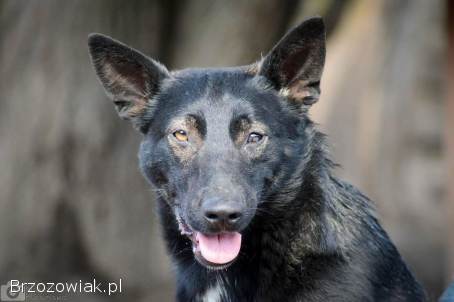 Marko -  niekonfliktowy,  wesoły psiak szuka domu!